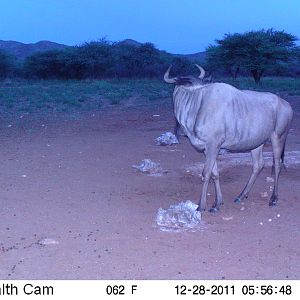 Trail Camera Namibia