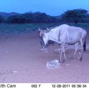 Trail Camera Namibia