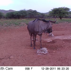 Trail Camera Namibia