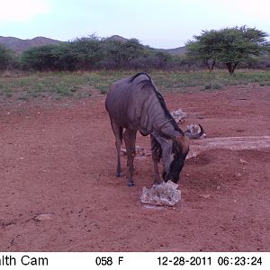 Trail Camera Namibia