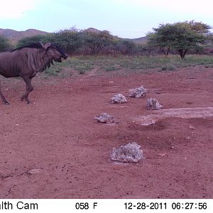 Trail Camera Namibia