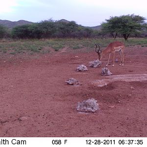 Trail Camera Namibia