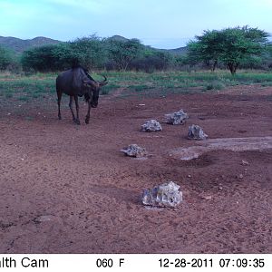 Trail Camera Namibia