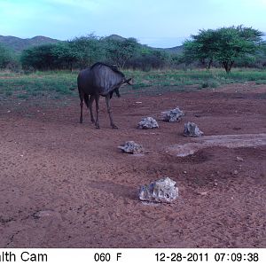 Trail Camera Namibia