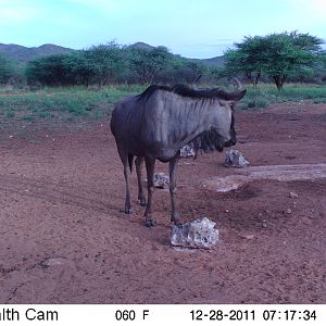 Trail Camera Namibia