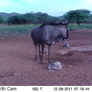 Trail Camera Namibia