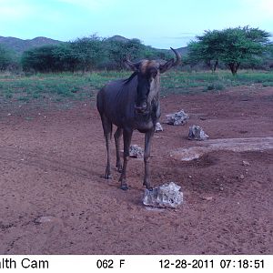 Trail Camera Namibia