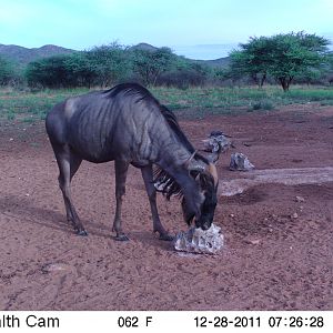 Trail Camera Namibia