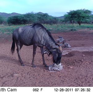 Trail Camera Namibia