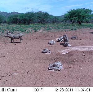 Trail Camera Namibia