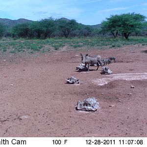 Trail Camera Namibia