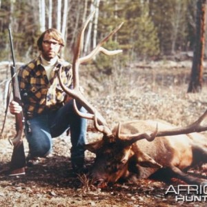 Rocky Mountain Elk