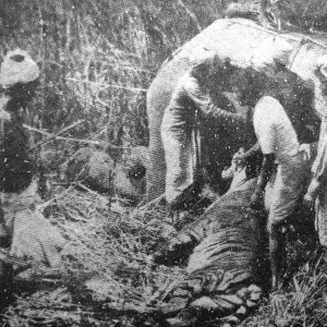 Rare Tiger hunting photographs from 1895 to 1907