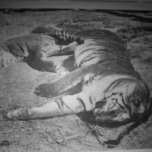 Rare Tiger hunting photographs from 1895 to 1907