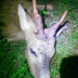 Roebuck