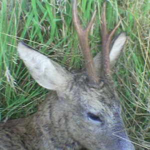 Roebuck