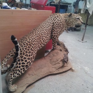 Leopard Full Mount