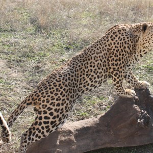 Leopard Full Mount