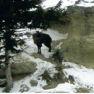 tahr in wild