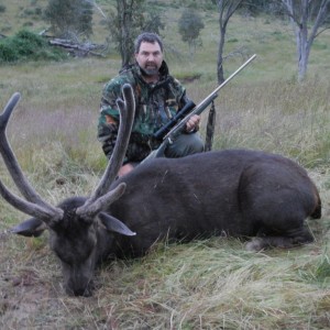 Sambar Deer - Australia