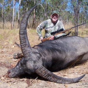 Buffalo Hunt in Australia