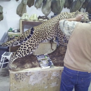 The artist... my friend Juan Carlos mounting the Leopard