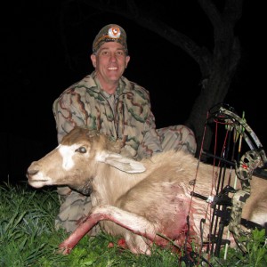 Addax in Texas