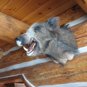 cal boar deena shot with handgun at 125 yrd's