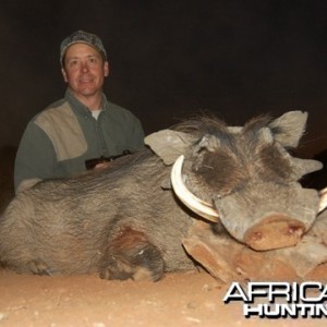 Motsomi Safaris - Warthog