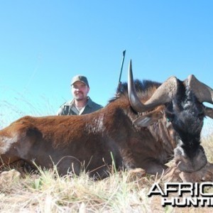 Motsomi Safaris - Black wildebeest