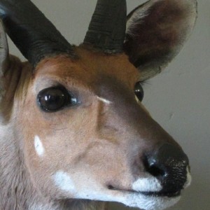 Bushbuck Close Up