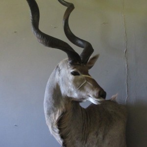 Kudu Mount