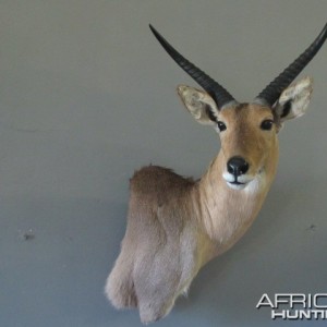 Reedbuck Mount