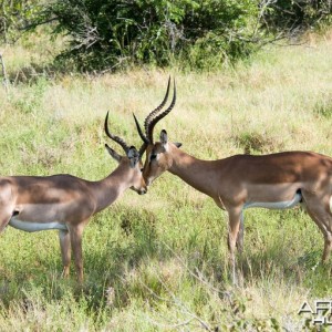 Impala