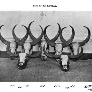 Buffalo Trophies