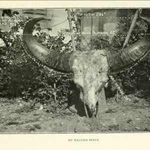 Gaur trophy