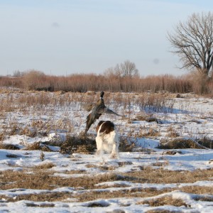 My hunting dog