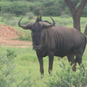 Blue Wildebeest Namibia