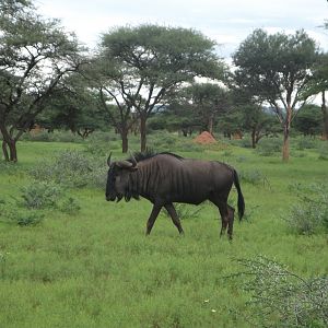 Blue Wildebeest Namibia