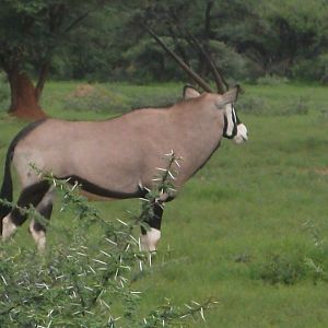 Gemsbok Namibia