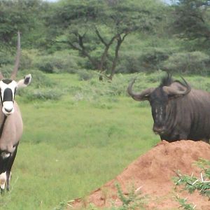 Blue Wildebeest Namibia