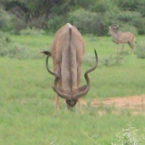 Greater Kudu Namibia