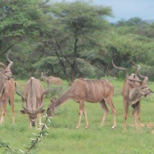 Greater Kudu Namibia