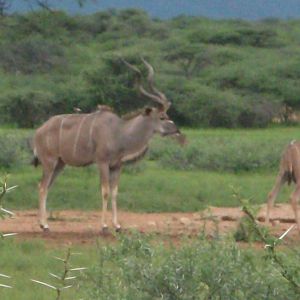 Greater Kudu Namibia