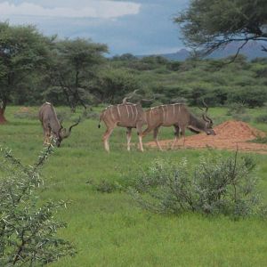 Greater Kudu Namibia