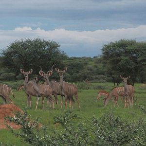 Greater Kudu Namibia