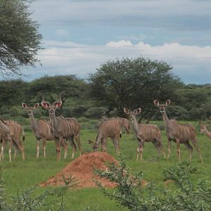 Greater Kudu Namibia