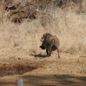 Warthog