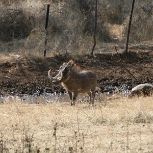 Warthog