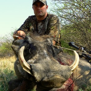 Warthog bowhunted at Ozondjahe Hunting Safaris Namibia